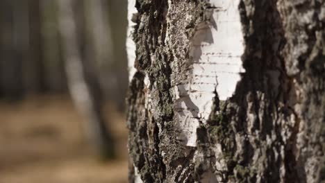 birch forest in springtime