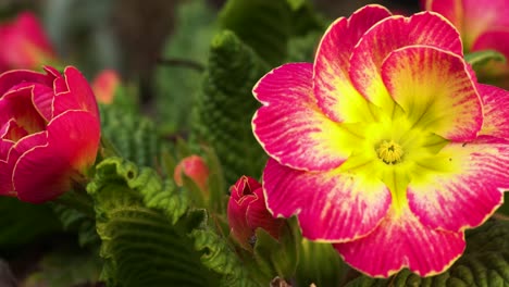 garden primula vulgaris welcoming spring with its bright pink and yellow flowers