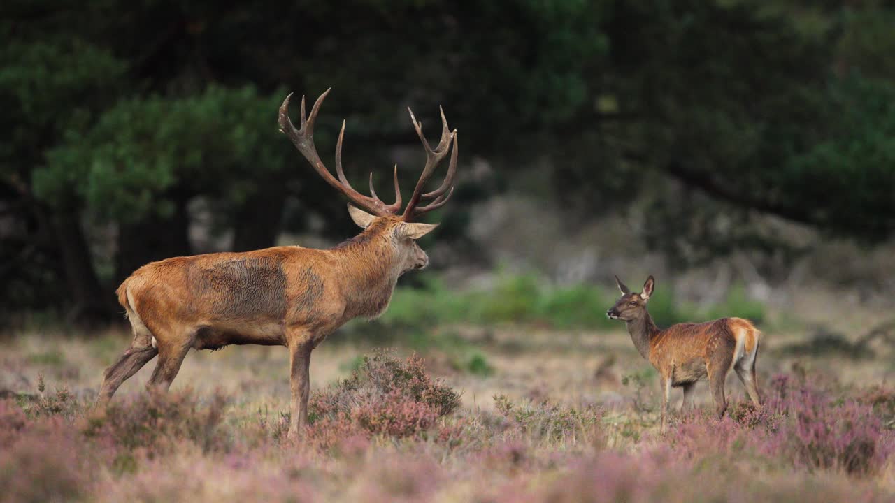 disparo medio de un oso de ciervo rojo muy grande con un enorme estante de cuernos de pie cerca de la cierva pequeña cuando él llama, cámara lenta