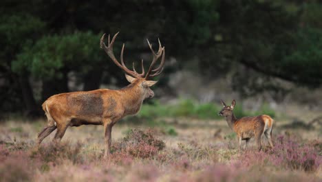 medium shot of a very large red deer buck with a huge rack of antlers standing near small doe when he calls out, slow motion