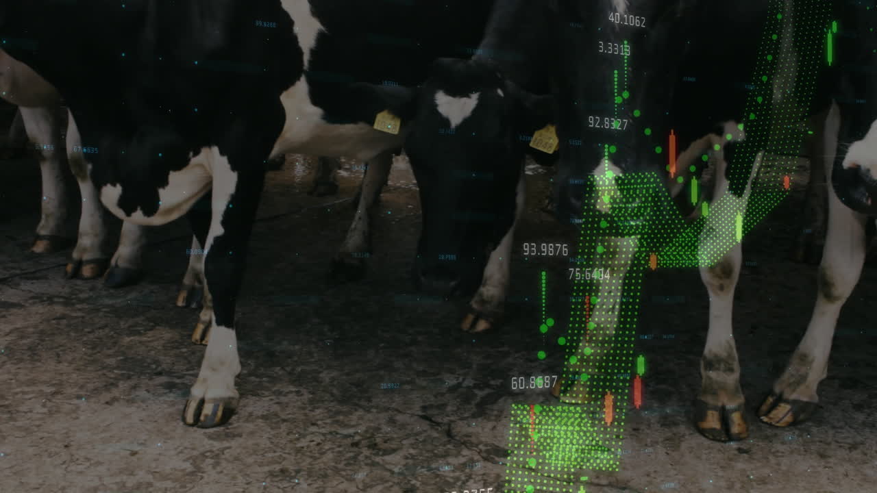 Holstein dairy cows wearing ear tags being visualized in 3D render showing green candlestick charts