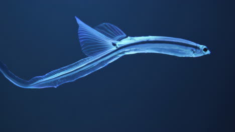 transparent deep sea fish with elaborate fins