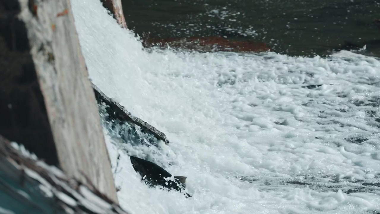 Un salmone salta oltre il bordo della scala per pesci del fiume Ganaraska a Port Hope. Il rallentatore cattura gli spruzzi e la potente contrazione muscolare del pesce che salta.
