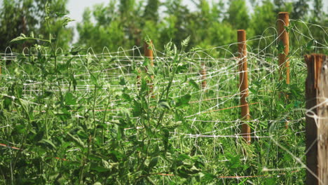 hileras de plantas de tomate en el campo