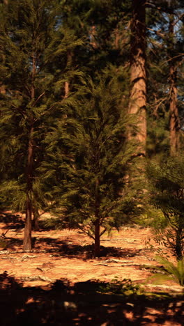 sunlight filtering through a lush green forest