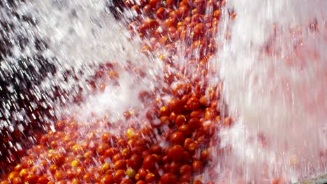 in an industry tomatoes, red tomatoes pass into tanks filled with water to be washed from earth and debris and exit perfectly clean.