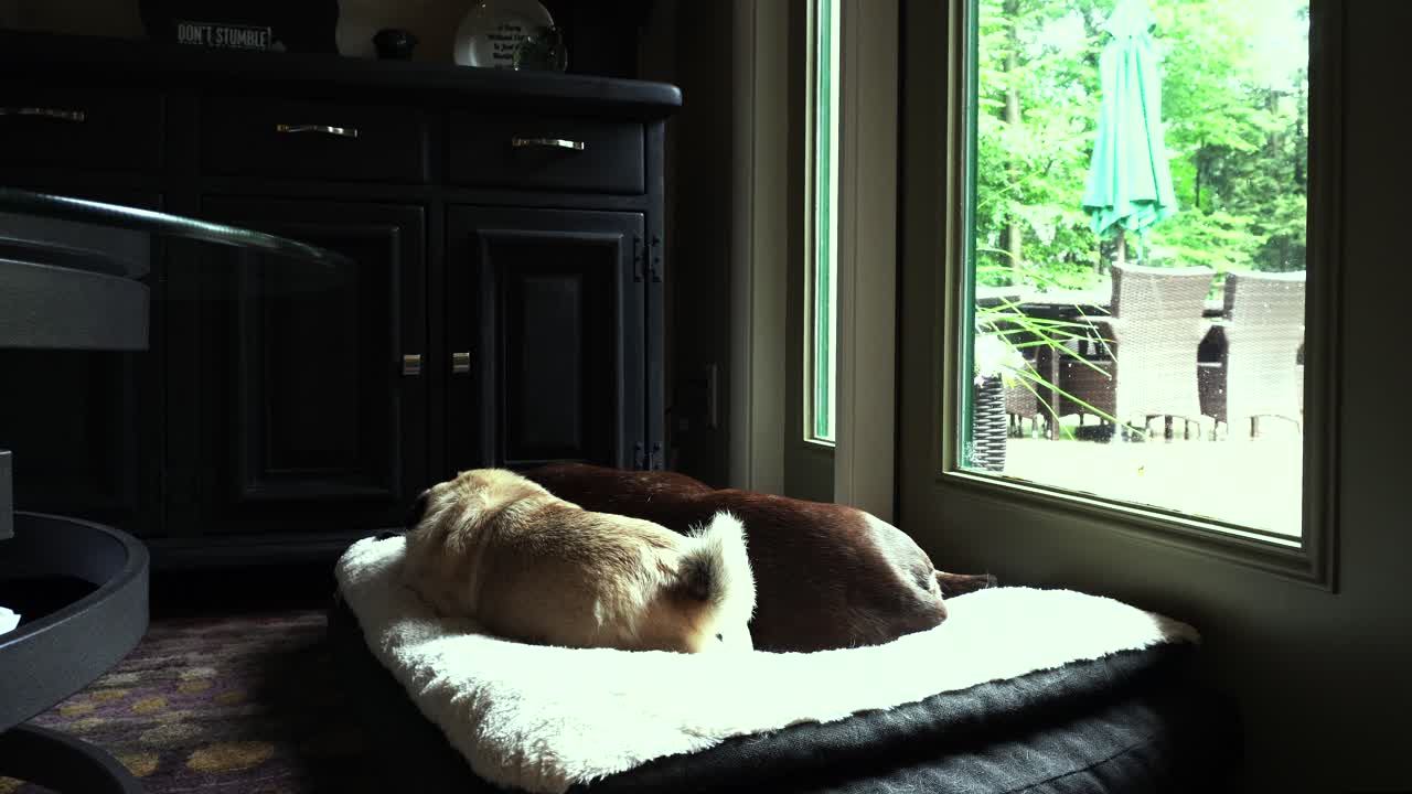 퍼그와 저먼 숏헤어가 함께 어우러지는 30초 클립