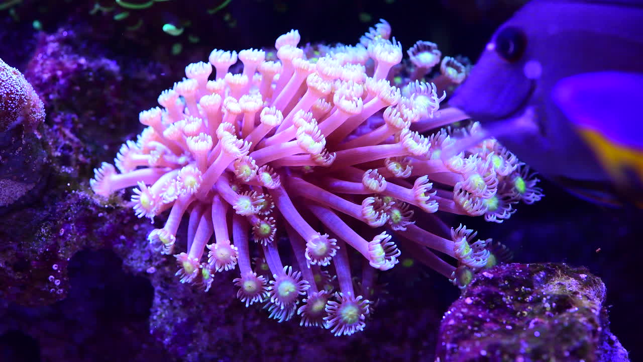 coral rosado en el acuario