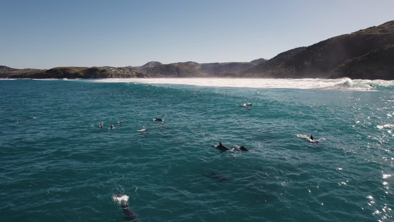 Dolphins Surfing Waves in the Ocean