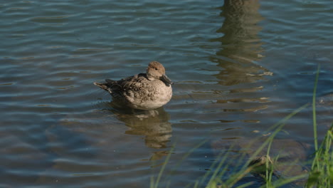 Spießrute-Steht-Auf-Einem-Felsen-Unter-Wasser-In-Einem-Park-In-Tokio,-Japan---Mittlerer-Schuss