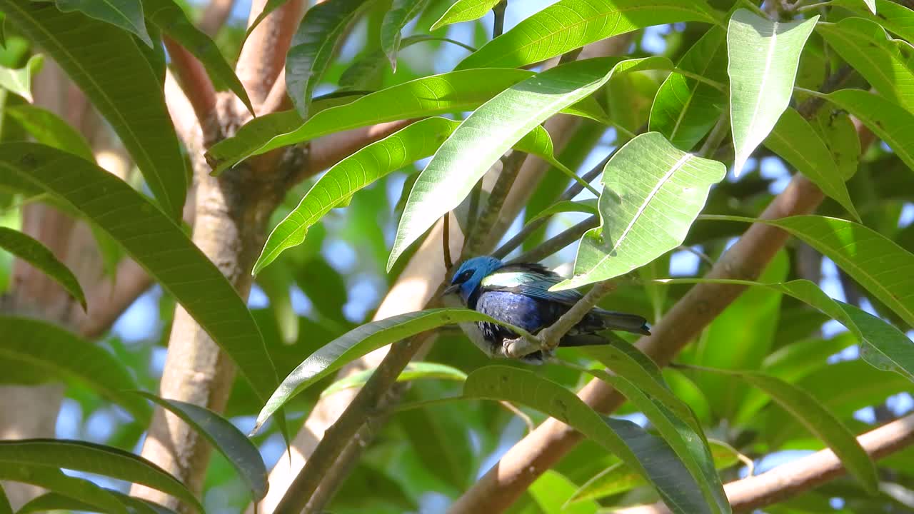 Blue-necked tanager leaps lively, scavenging through tropical tree boughs