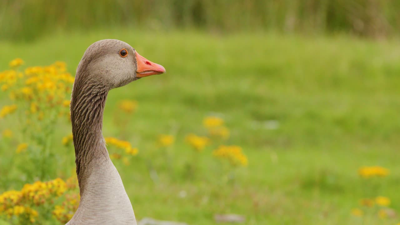 Greylag goose turns head in lush green meadow with yellow wildflowers, soft natural daylight