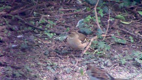 Sparrows-feeding-on-the-ground-in-a-garden-in-England,-UK