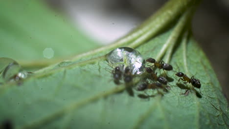 close up of ants crawling and drinking from a droplet on a leaf