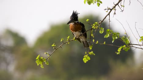 Un-Martín-Pescador-Gigante-Que-Busca-Presas-En-Una-Rama-De-Un-árbol