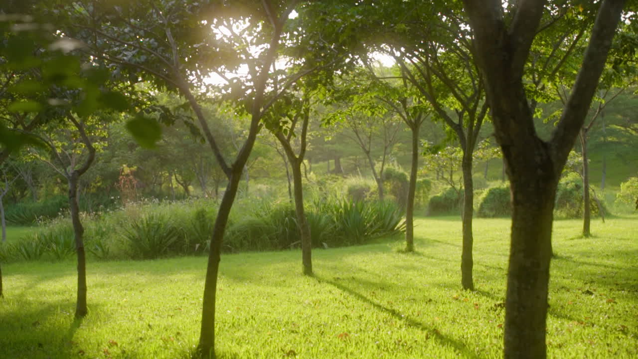 солнечная трава с густыми деревьями в живописном парке