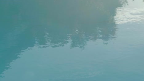 reflection of leaves and plants on the water surface of a swimming pool, in the countryside in italy, it's late afternoon