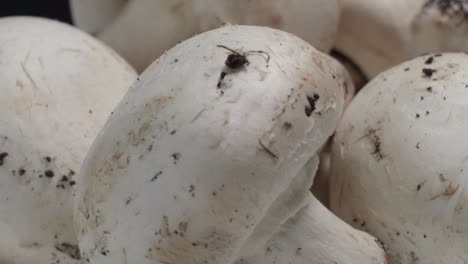 macro closeup of fresh common button mushrooms rotating clockwise