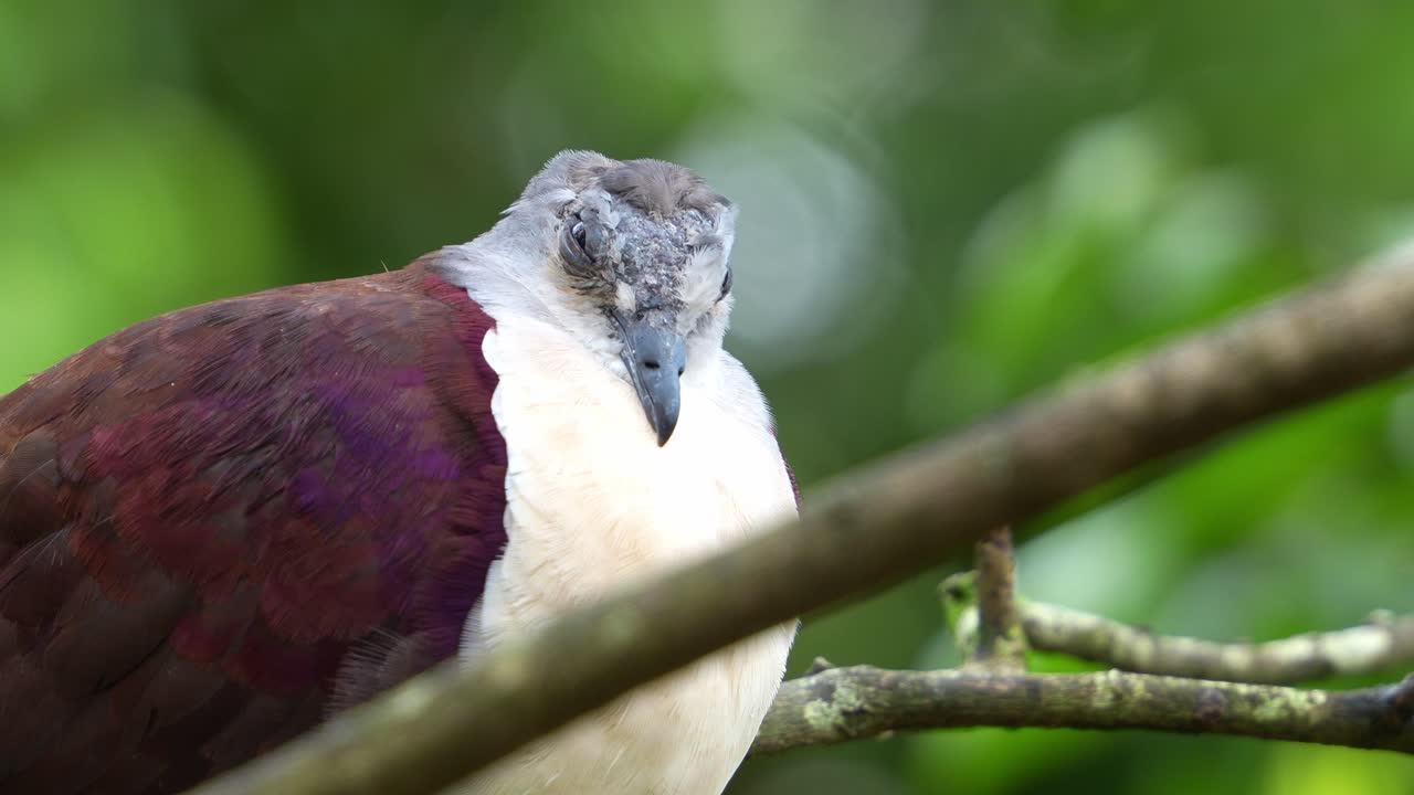 fotografía de cerca de un macho de paloma de tierra de santa cruz, pampusana sanctaecrucis con plumas hinchadas, descansando en la rama de un árbol contra el fondo de follaje verde bokeh