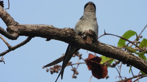 Pájaro-Crestado-Treewift---Nido---Huevos