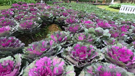 vibrant purple and green cabbage plants in bloom