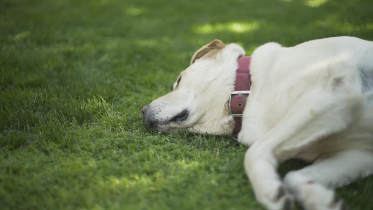 잔디에 누워있는 개, 래브라도 1