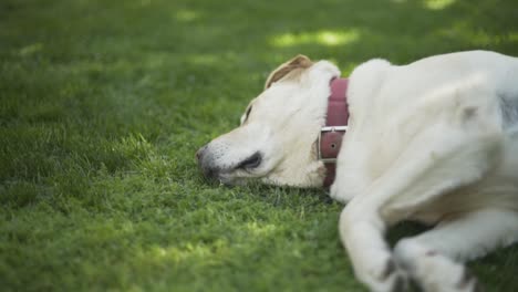 dog laying in grass, labrador 1