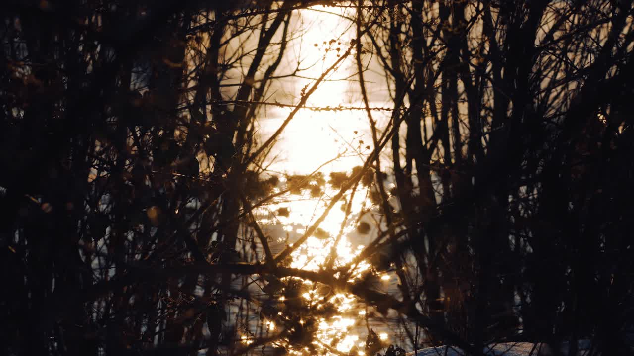 호수에서 평화로운 따뜻한 일몰 장면, 잎이 없는 나뭇가지, 오리, 배경에 있는 물새를 통해 초점을 맞춥니다.