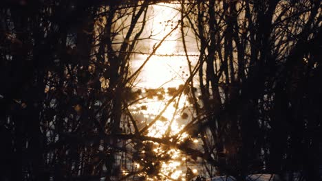 Friedliche,-Warme-Sonnenuntergangsszene-Am-See,-Ziehen-Sie-Den-Fokus-Durch-Blattlose-Äste,-Enten-Und-Wasservögel-Im-Hintergrund