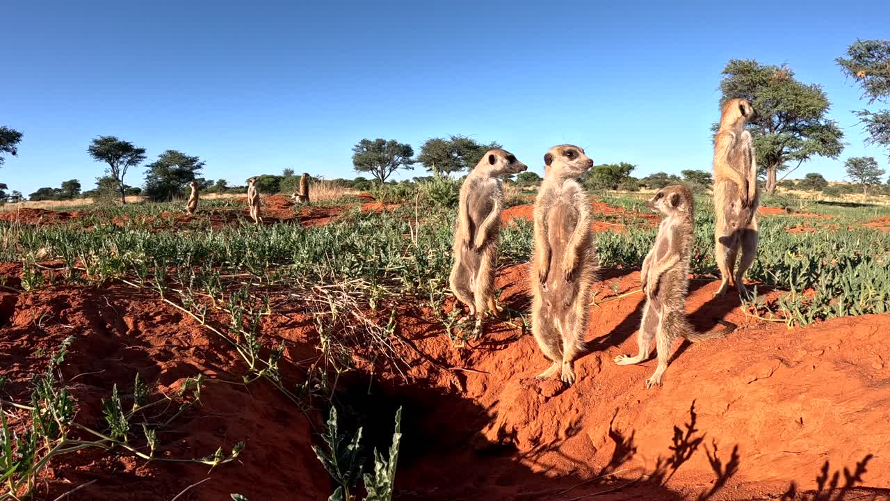 지상에서 가까이 쳐다보는 수리카트가 겁에 질려 굴로 물러난 모습, 남쪽 칼라하리