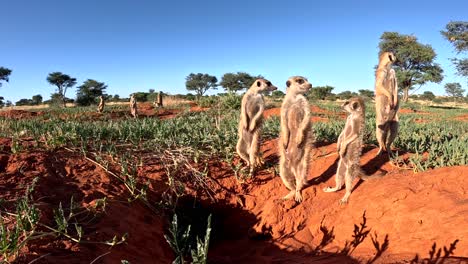 Vista-Cercana-A-Nivel-Del-Suelo-De-Suricatas-Que-Se-Asustan-Y-Se-Retiran-A-Su-Madriguera,-En-El-Sur-Del-Kalahari