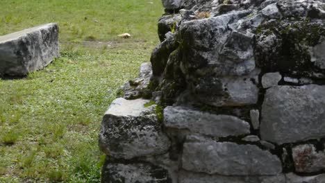 pequeño pájaro sentado en la pared del altar en el centro de la plaza en san gervasio, sitio arqueológico maya, cozumel, méxico