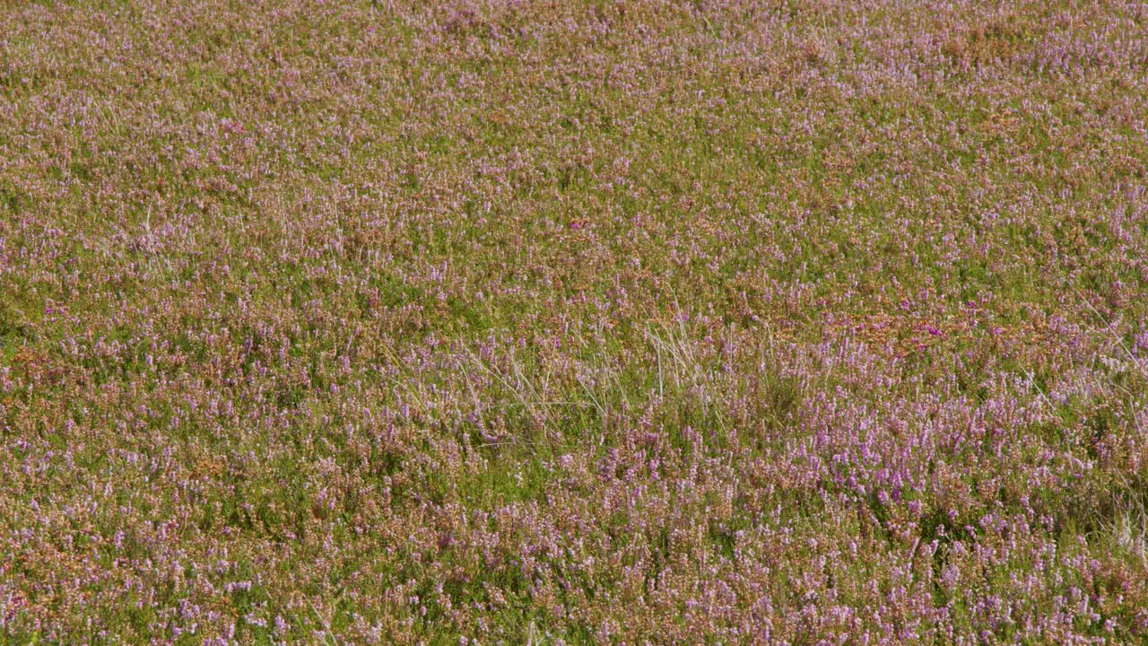 A field of wildflowers gently sways in the breeze under natural daylight, with a soft focus and subtle camera movement creating a tranquil mood