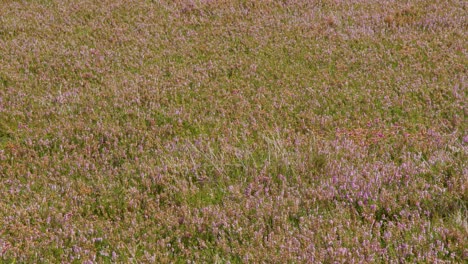 a field of wildflowers gently sways in the breeze under natural daylight, with a soft focus and subtle camera movement creating a tranquil mood