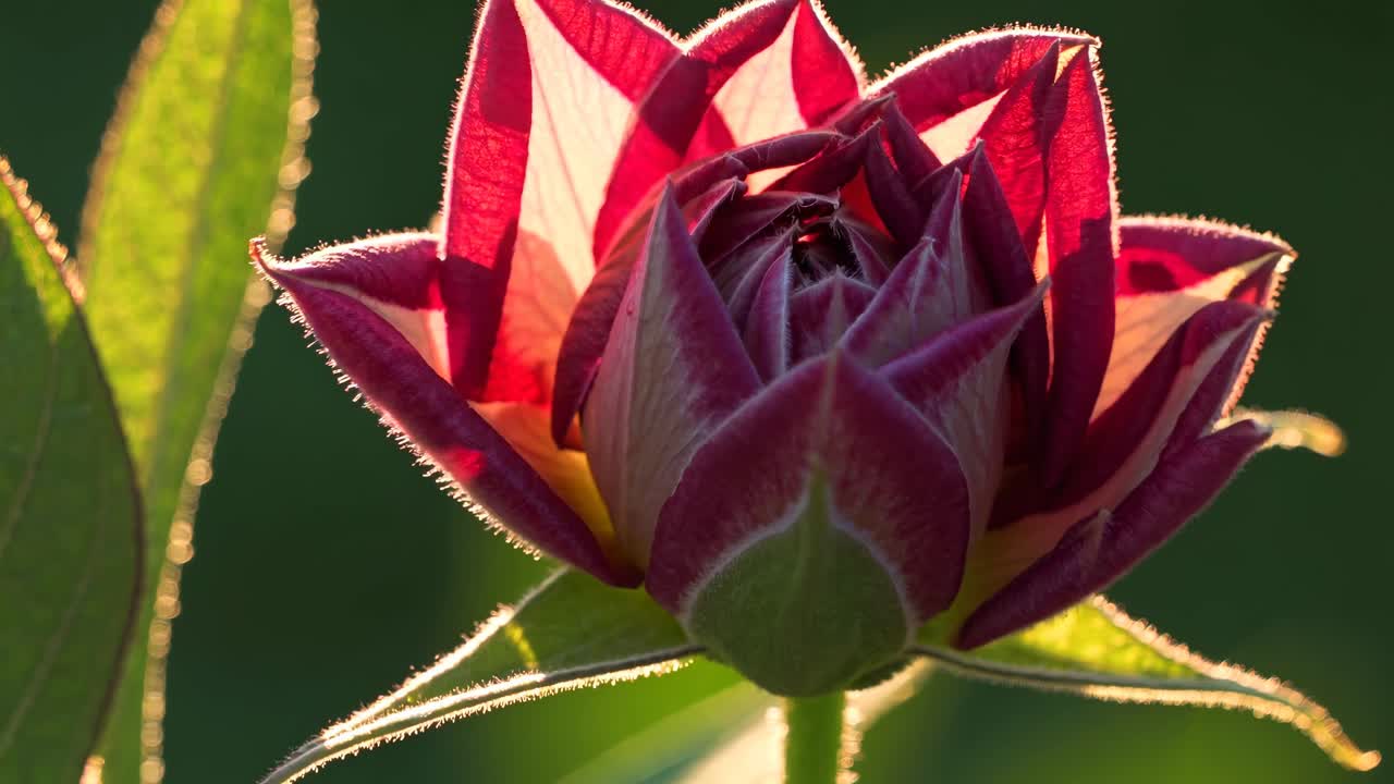 Video in primo piano di un fiore che sboccia sotto la calda luce del sole, ripreso da un'angolazione bassa