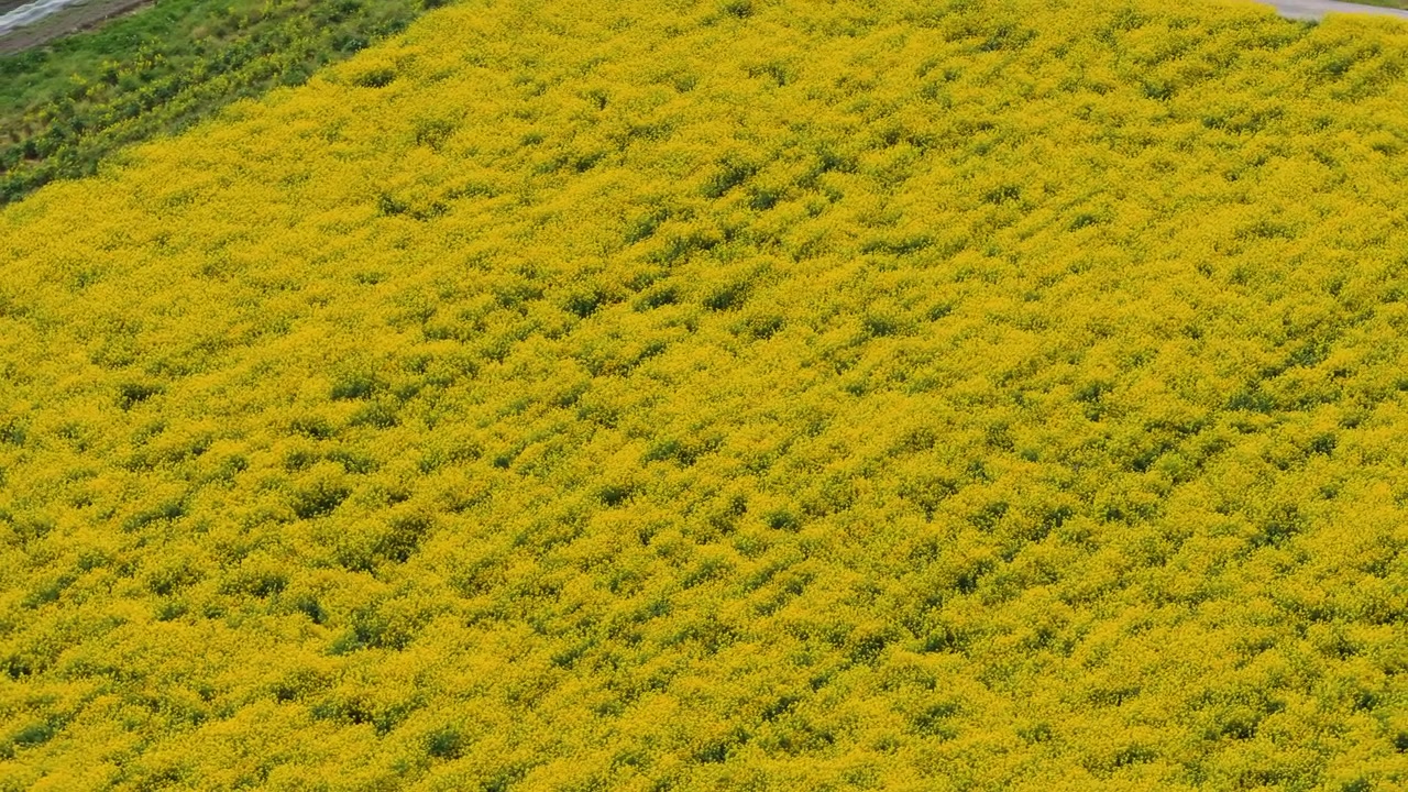 Vasto campo giallo di colza che si estende attraverso il Giappone rurale, orbita con drone ad angolo medio di una texture ondeggiante e ventosa costante.