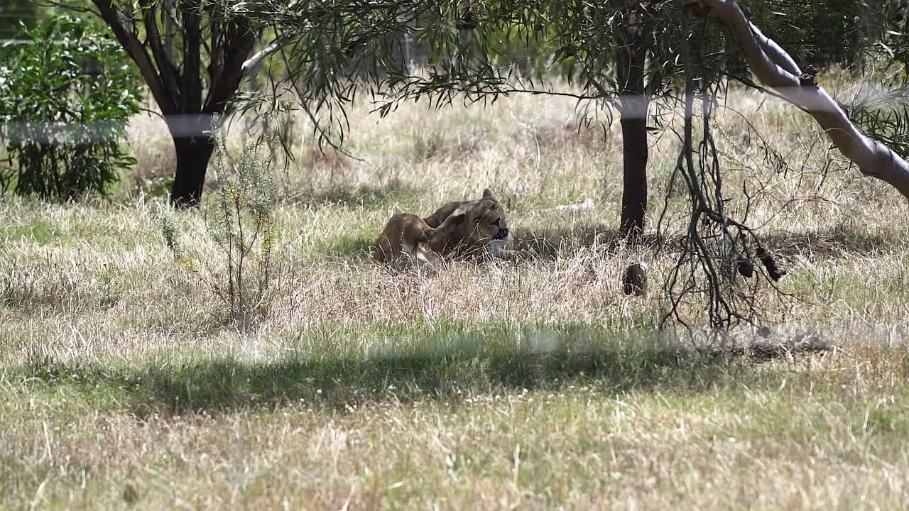 남아프리카 케이프타운에 있는 사자 보호구역에서 은 날에 휴식을 취하고 있는 암사자