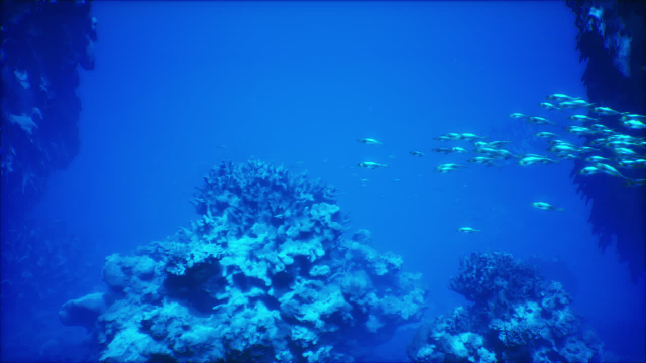 활기찬 산호와 해양 생명체로 가득 찬 매혹적인 해저 세계를 탐험합니다.