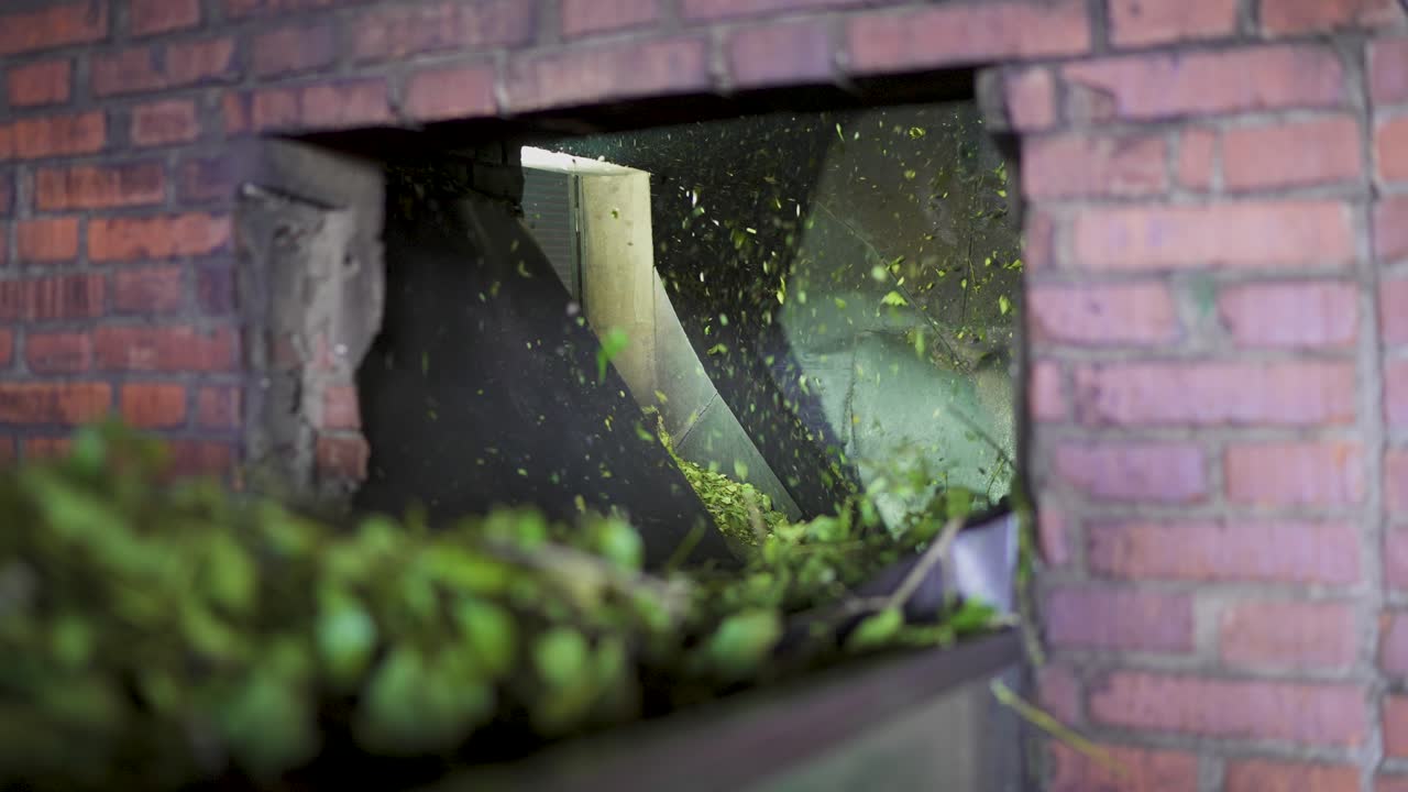 Yerba mate leaves moving along conveyor belt—freshly dried leaves spread evenly across the belt surface, evoking industrial rhythm, botanical texture, and Argentina beverage sector, static shot