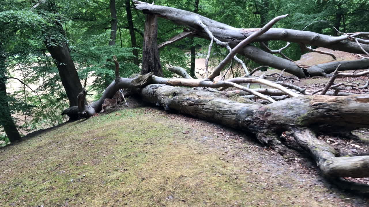 숲 속을 달리는 어린 사슴과 사슴