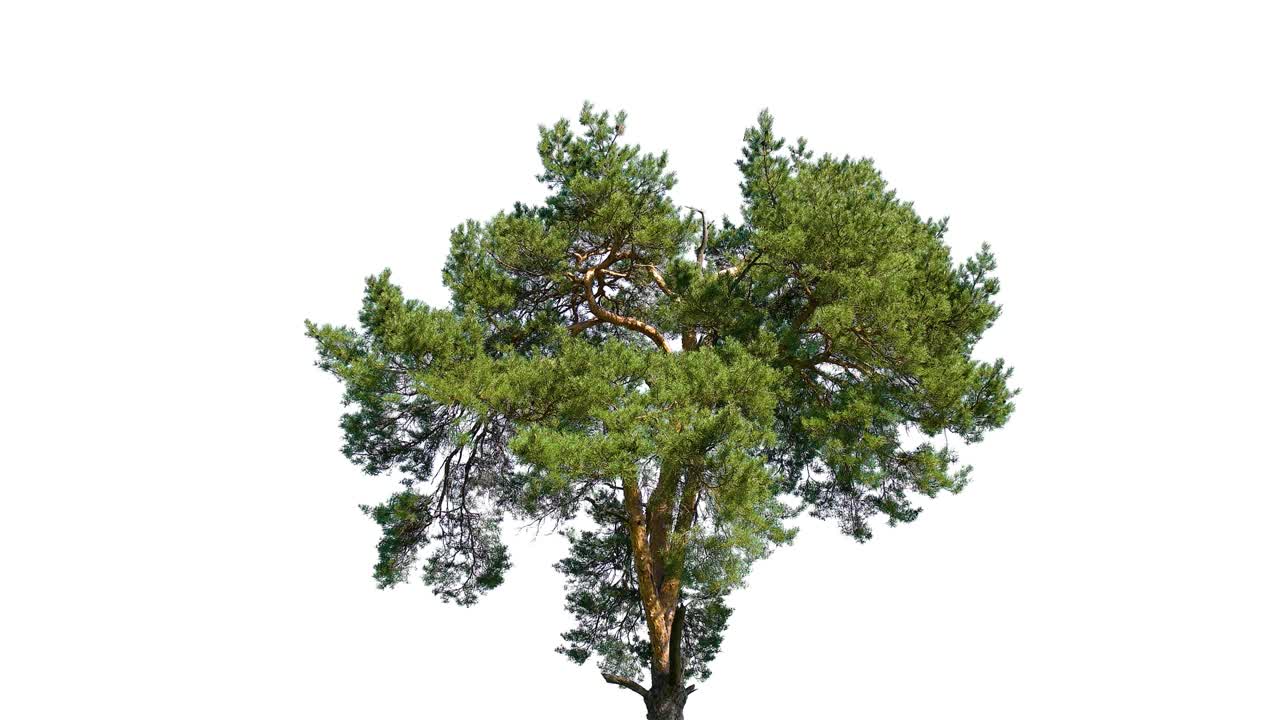 coniferous green tree on isolated background on white screen