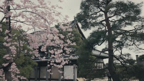 pink cherry blossoms and pine tree outside buddhist temple in kyoto, japan