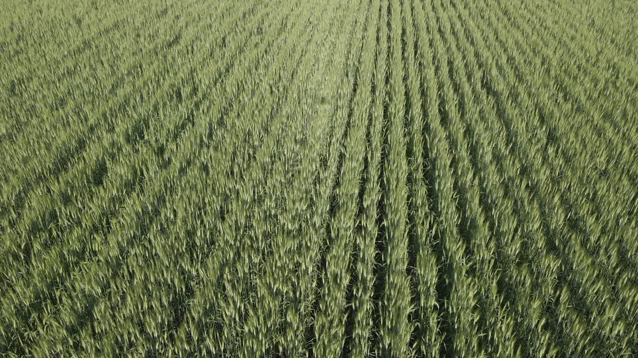 Drone flying just above a field of green wheat highlighting the rows of crops. The shadow of the drone can be seen in the clip.
