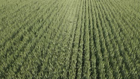 drone flying just above a field of green wheat highlighting the rows of crops. the shadow of the drone can be seen in the clip.