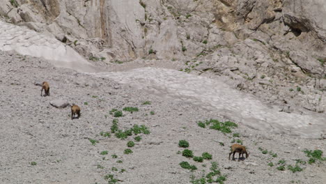 Herd-of-Chamois-looking-for-food-in-the-rocky-and-snow-mountains