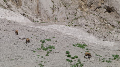 herd of chamois looking for food in the rocky and snow mountains