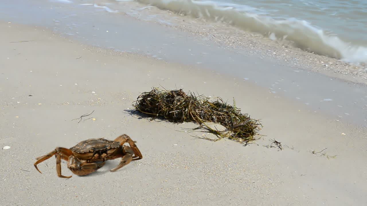 Krab op het strand. Opnamen op het strand