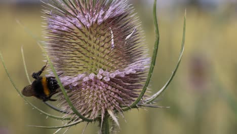 Majestic-bumblebee-on-flower-collecting-pollen-on-field-in-nature-during-summer-day,close-up