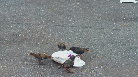 common starlings eating scraps on the street