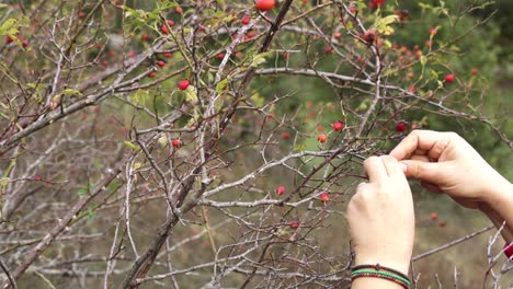 red wild rose hip on october